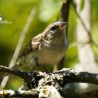 weiblicher Haussperling (Passer domesticus) fühlt sich beobachtet