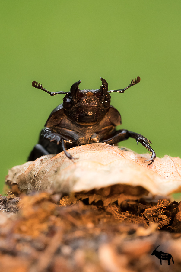 Weiblicher Hirschkäfer