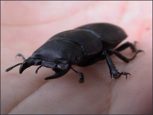 Weiblicher Hirschkaefer ?