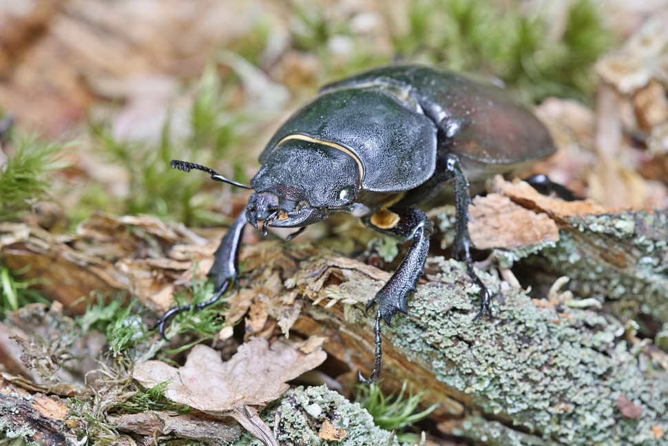 Weiblicher Hirschkäfer