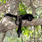 weiblicher junger Brüllaffe, Tertiärer Urwald, Costa Rica