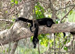 weiblicher junger Brüllaffe, Tertiärer Urwald, Costa Rica