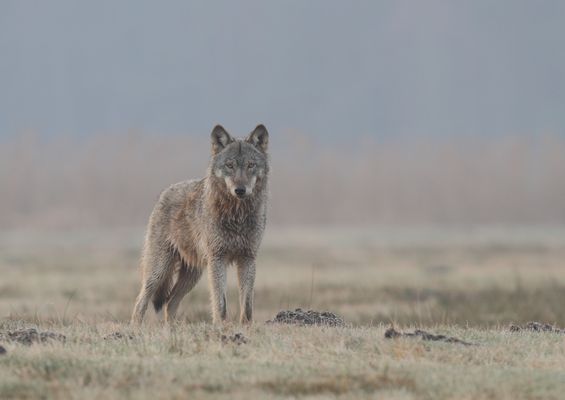 weiblicher Jungwolf (Danke an Dana Jacobs für den Galerievorschlag)