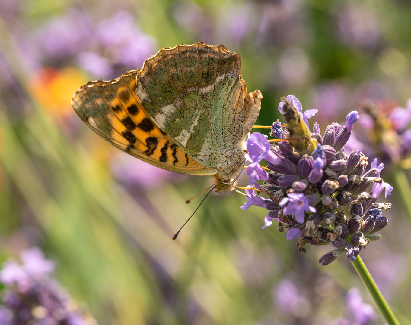 Weiblicher Kaisermantel auf einem Lavendel I