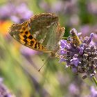 Weiblicher Kaisermantel auf einem Lavendel I