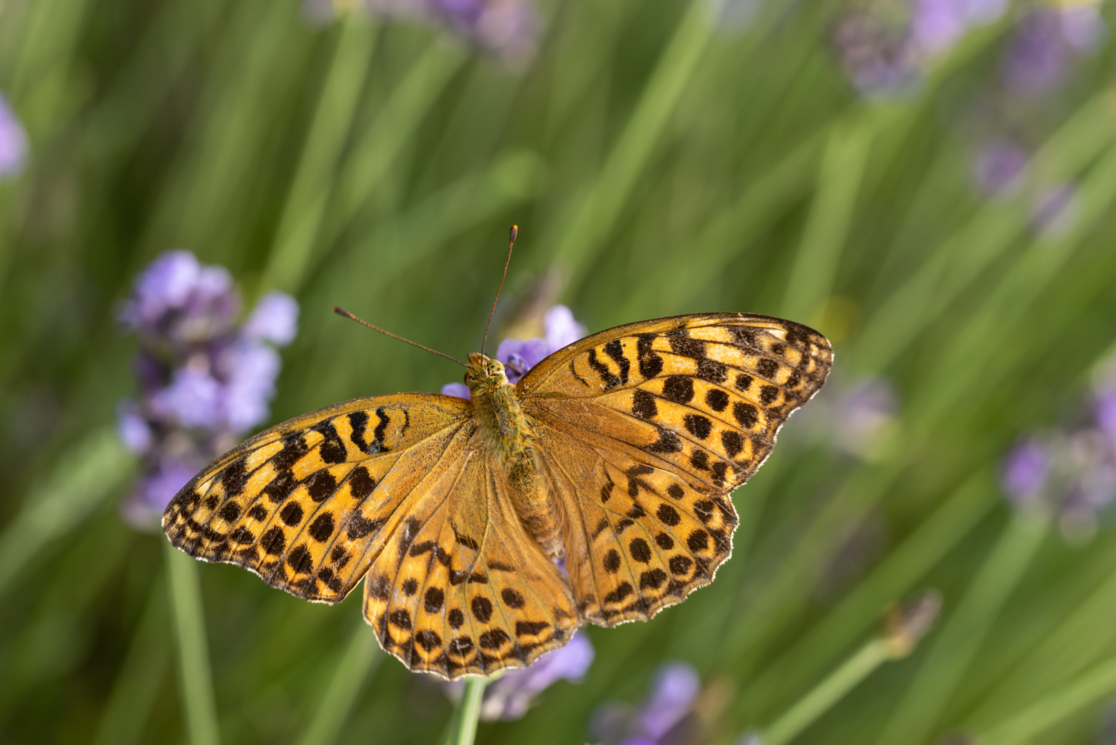 Weiblicher Kaisermantel auf einem Lavendel II