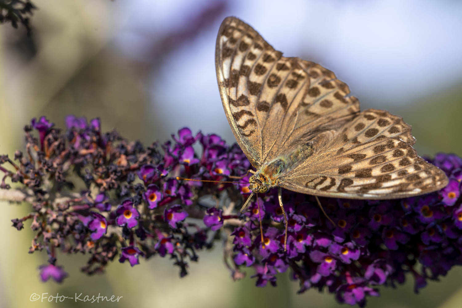 Weiblicher Kaisermantel der Unterart Argynnis paphia f. valesina