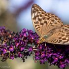 Weiblicher Kaisermantel der Unterart Argynnis paphia f. valesina