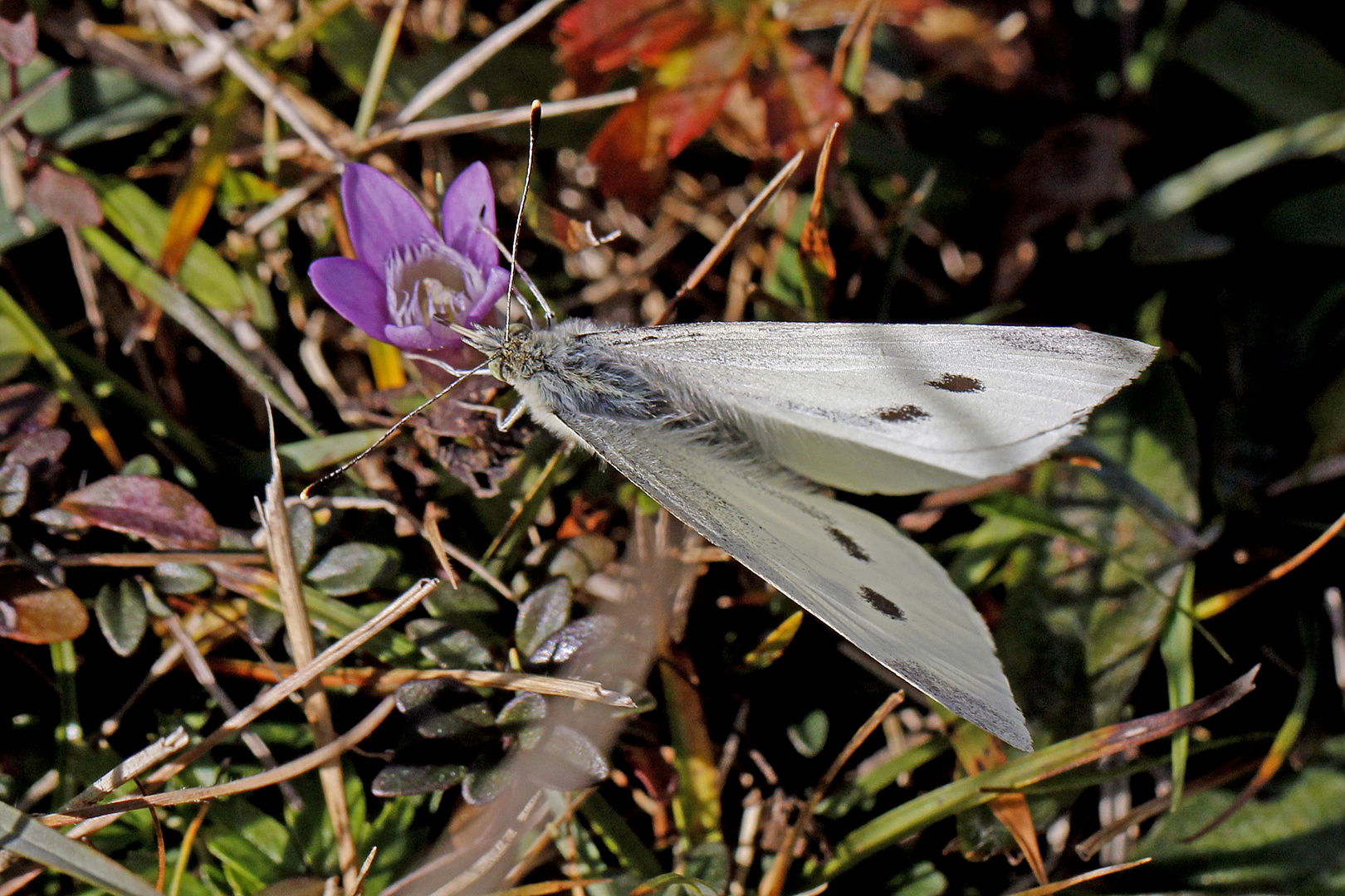 Weiblicher Kleiner Kohlweißling an Enzianblüte