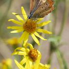 weiblicher kleiner Sonnenröschen-Bläuling auf Jakobs-Kreuzkraut