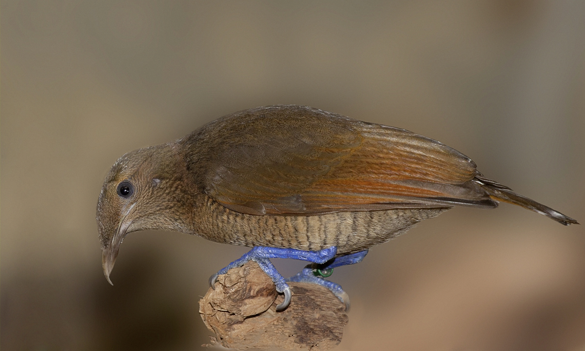 Weiblicher Königsparadiesvogel