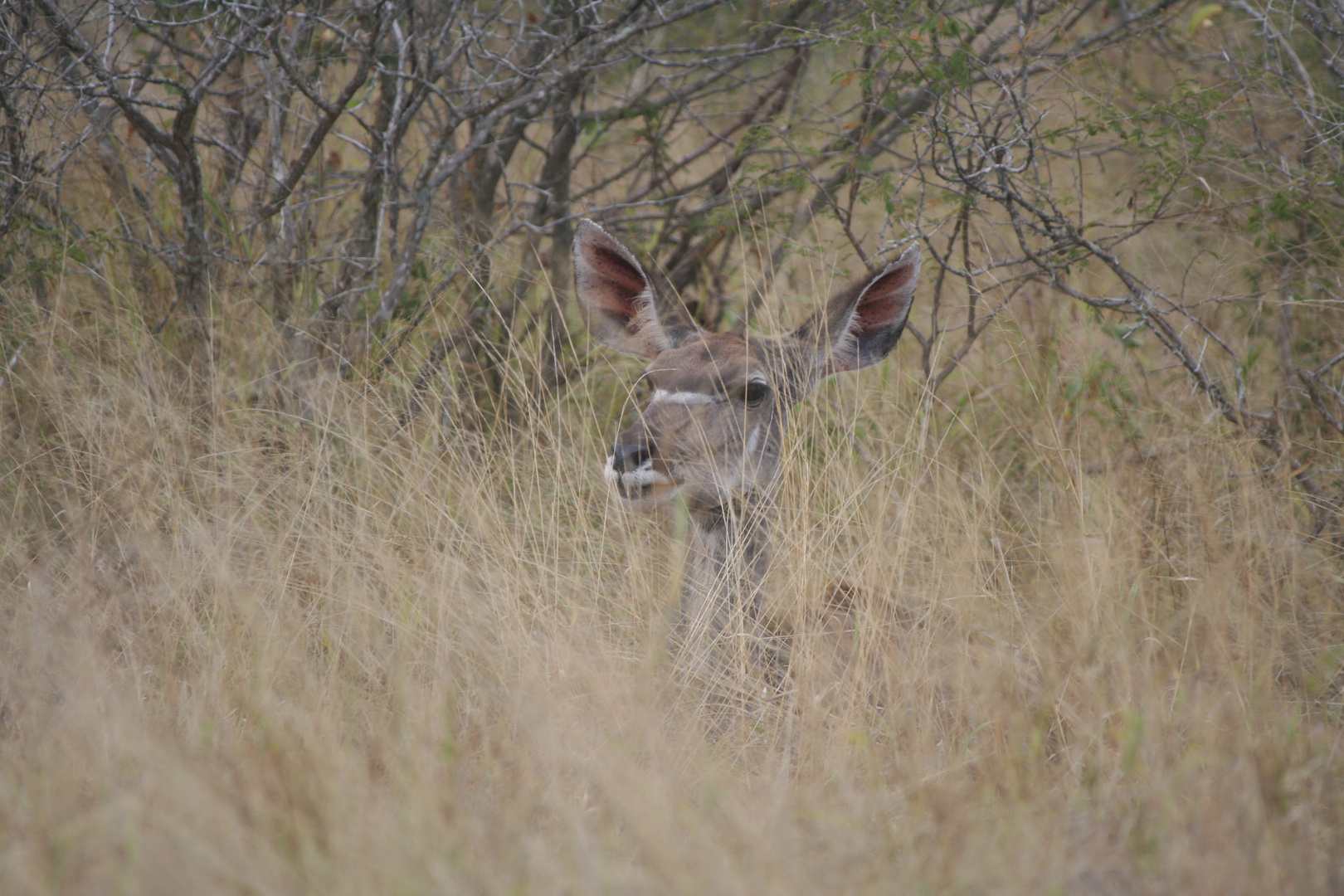 Weiblicher Kudu