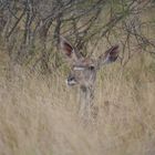 Weiblicher Kudu