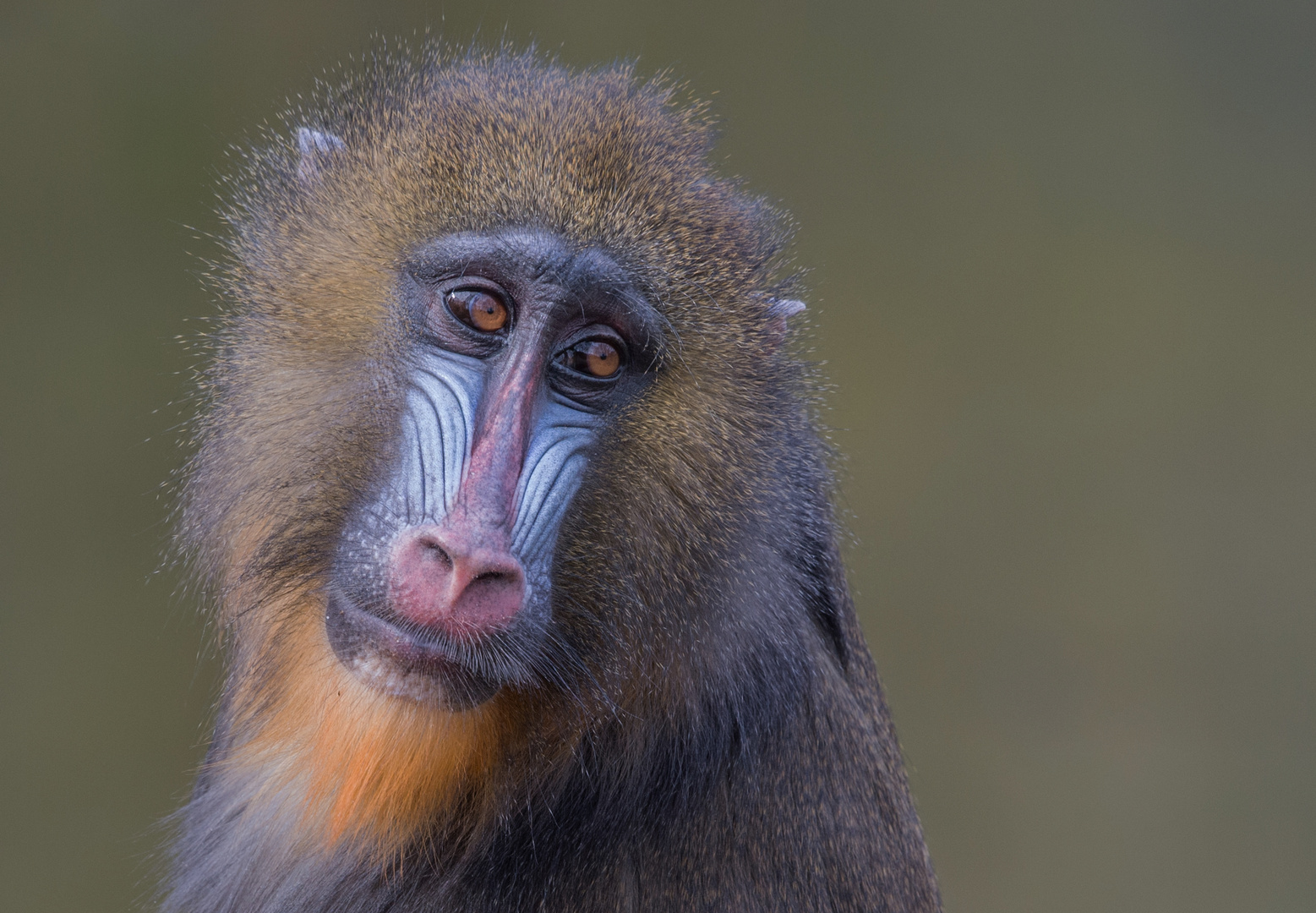 weiblicher Mandrill