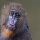 weiblicher Mandrill