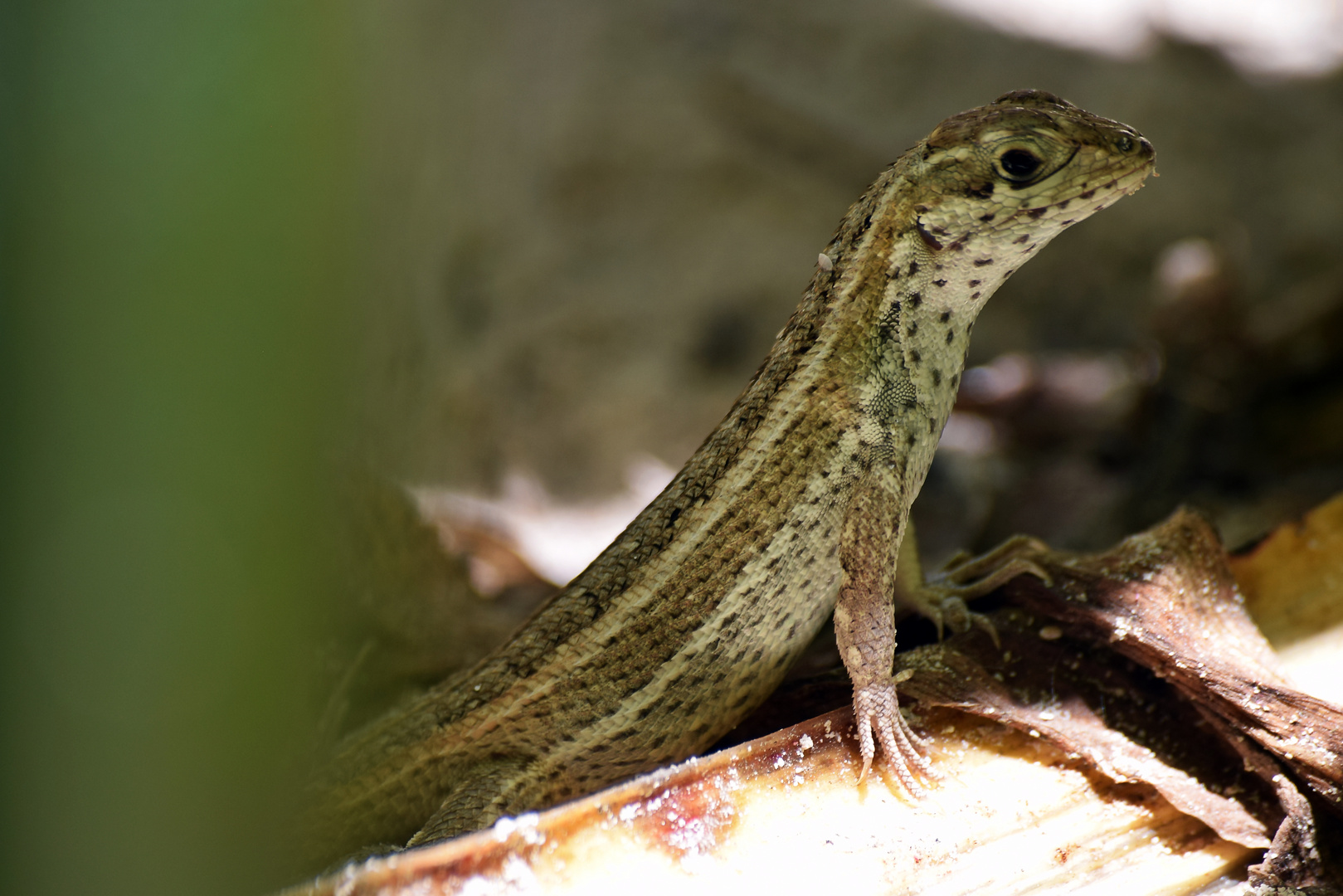 Weiblicher Maskenleguan