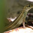 Weiblicher Maskenleguan