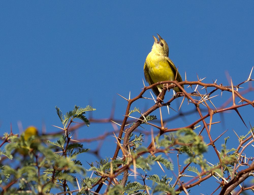 Weiblicher Maskenwebervogel