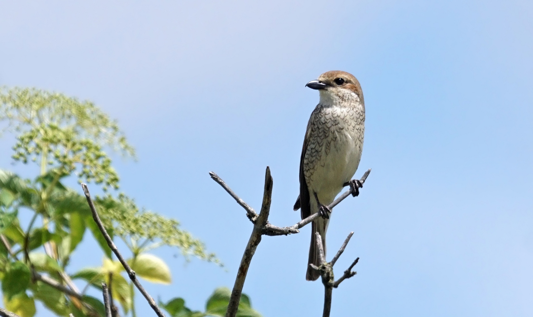 Weiblicher Neuntöter -  (Lanius collurio)