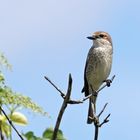 Weiblicher Neuntöter -  (Lanius collurio)