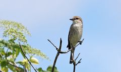 Weiblicher Neuntöter -  (Lanius collurio)