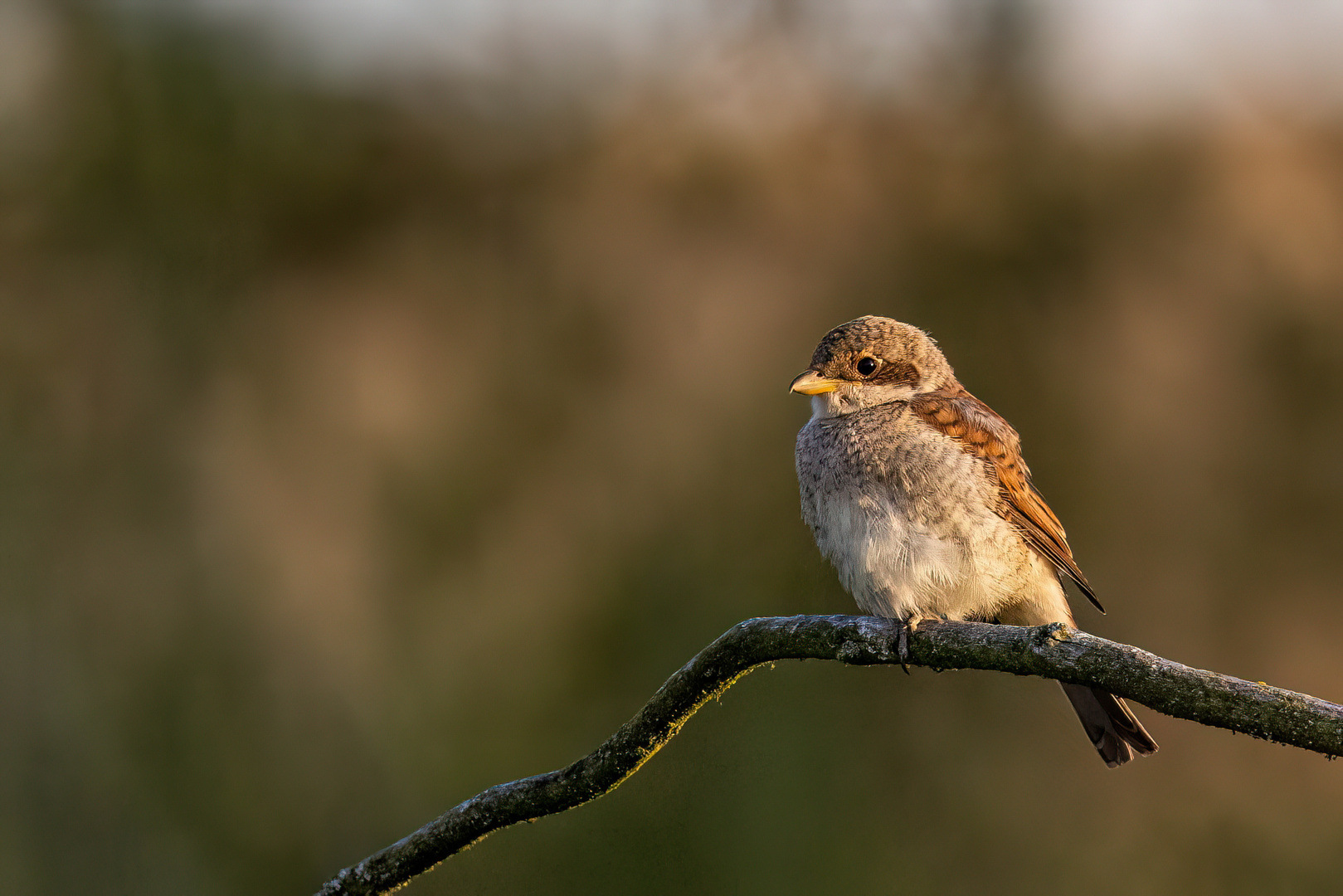 weiblicher Neuntöterjungvogel 