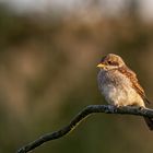 weiblicher Neuntöterjungvogel 