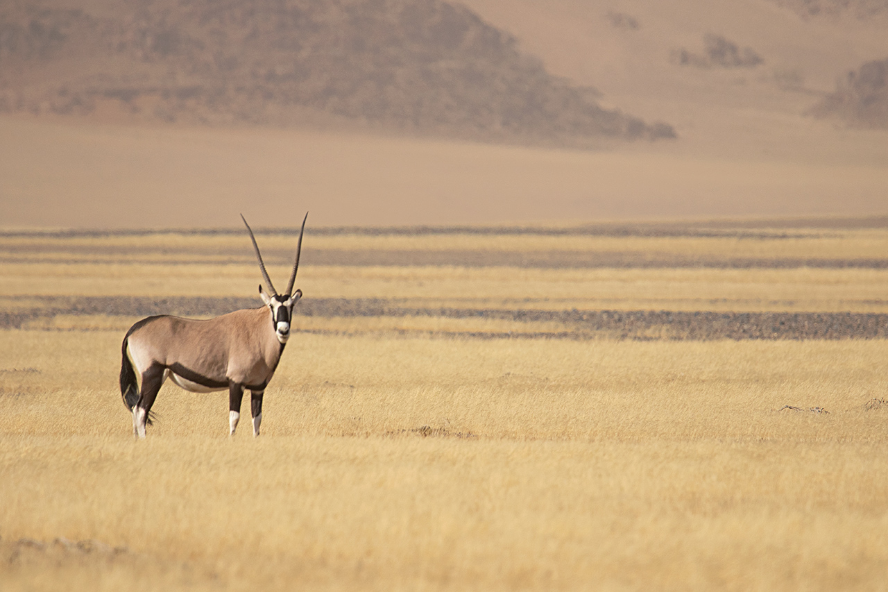 weiblicher-Oryx