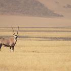 weiblicher-Oryx