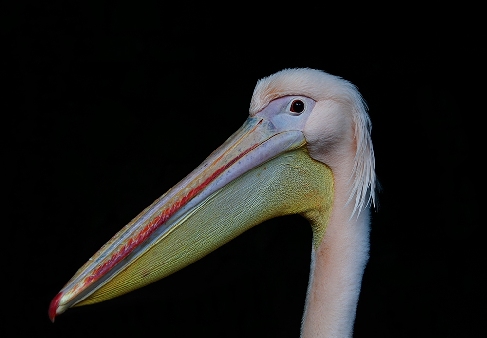 weiblicher pelikan