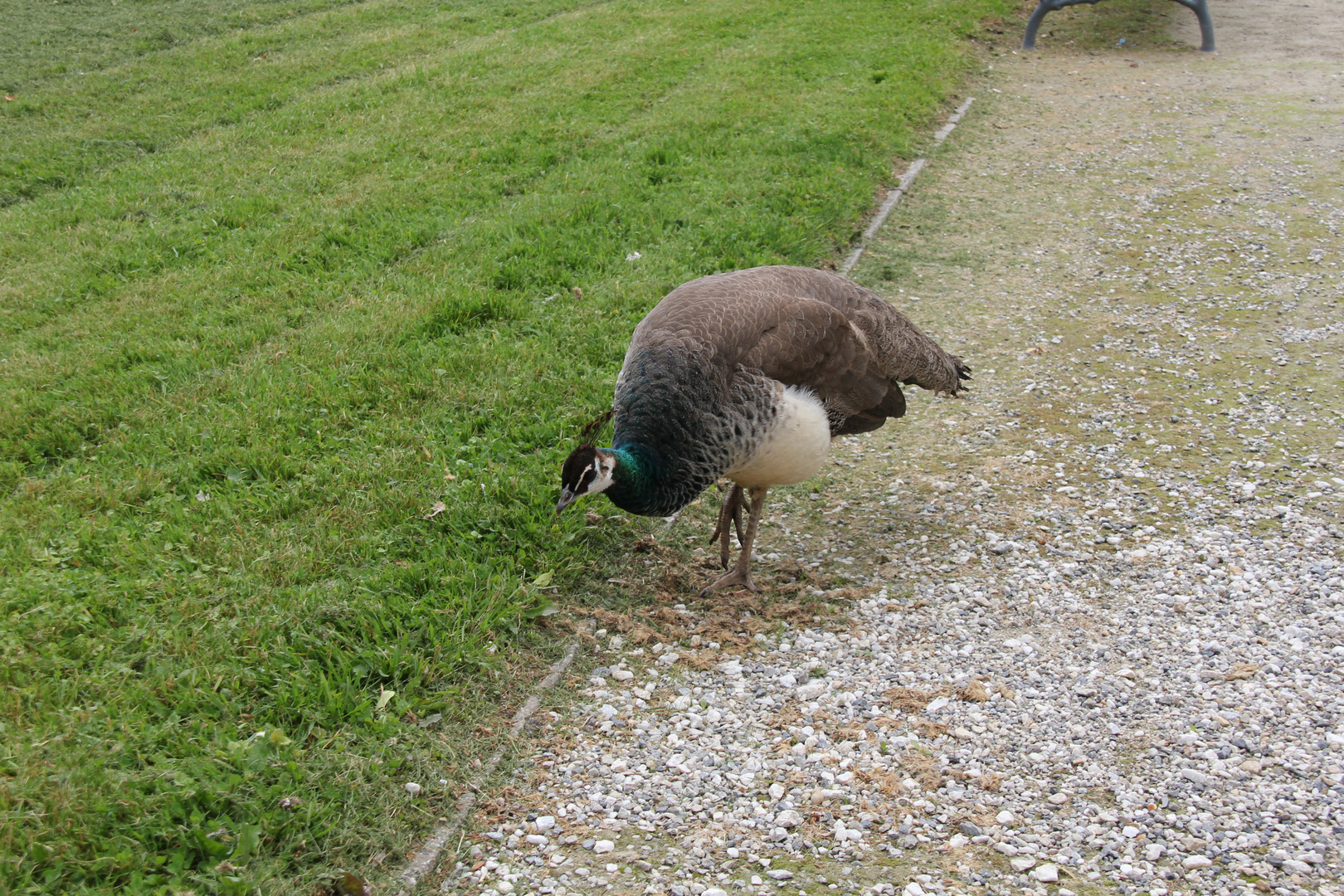 weiblicher Pfau