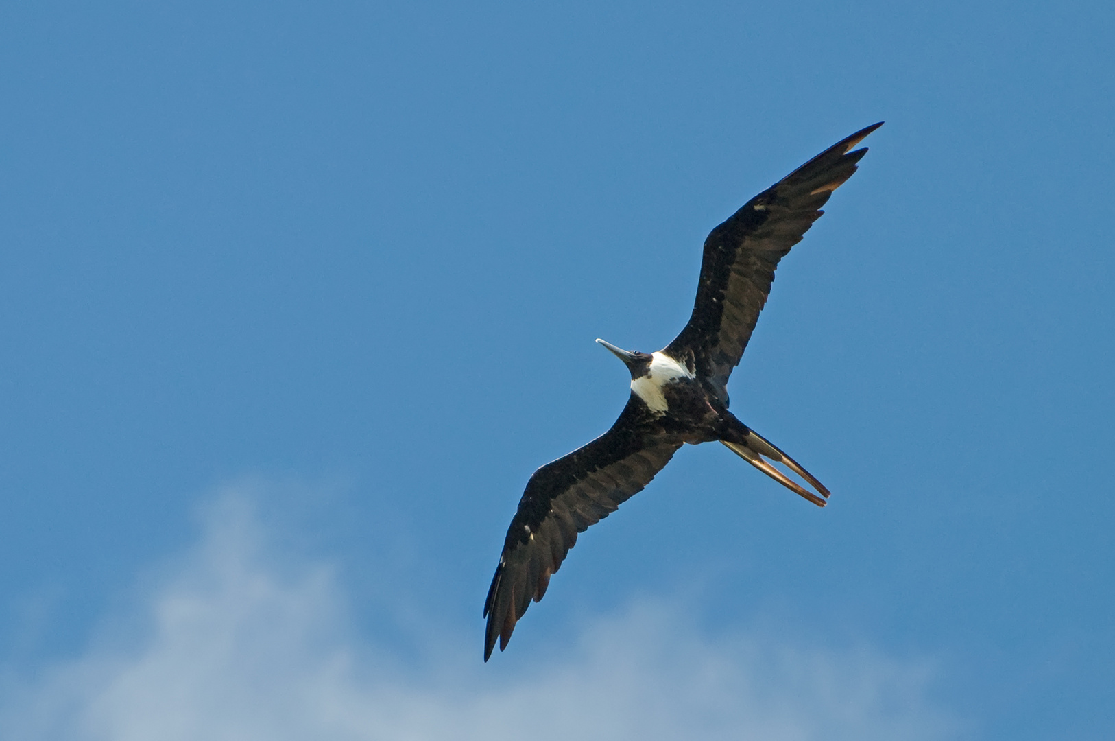 Weiblicher-Prachtfregattvogel