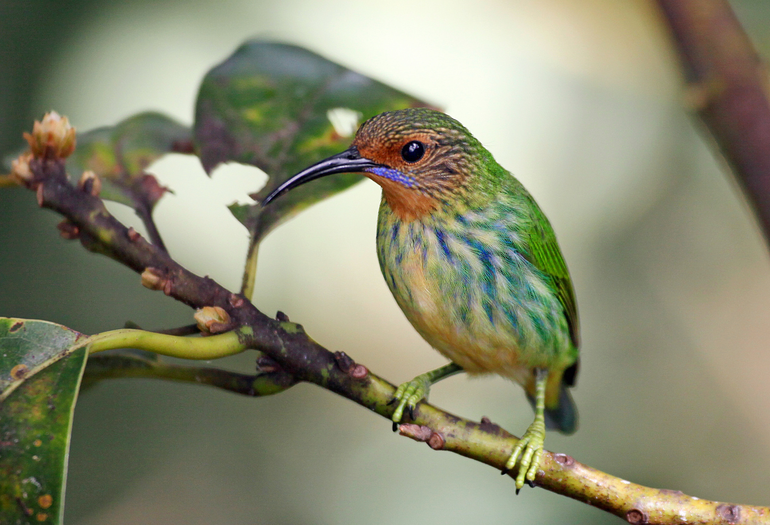 Weiblicher Purpurnaschvogel