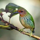 Weiblicher Purpurnaschvogel