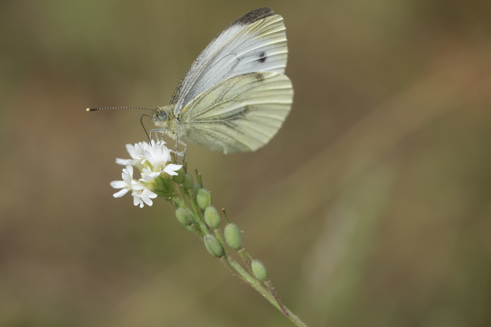 Weiblicher Rapsweißling (Pieris napi) auf Gewöhnlicher Graukresse (Berteroa incana)