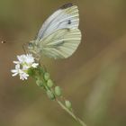 Weiblicher Rapsweißling (Pieris napi) auf Gewöhnlicher Graukresse (Berteroa incana)