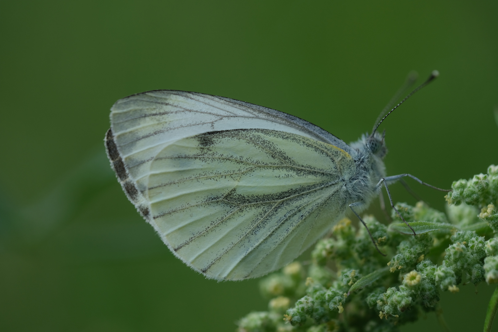 Weiblicher Rapsweißling (Pieris napi) auf Weißem Gänsefuß (Chenopodium album L.)