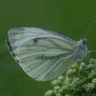 Weiblicher Rapsweißling (Pieris napi) auf Weißem Gänsefuß (Chenopodium album L.)