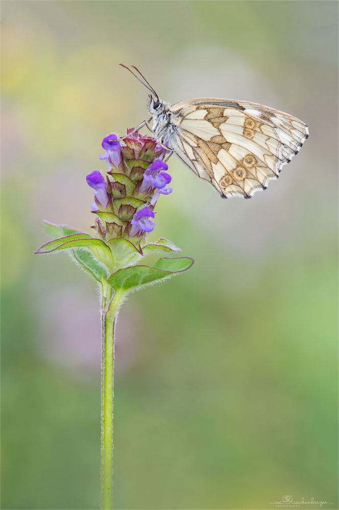 weiblicher Schachbrettfalter