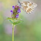 weiblicher Schachbrettfalter