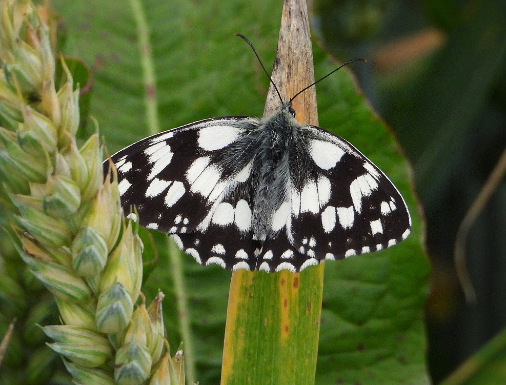 Weiblicher Schachbrettfalter