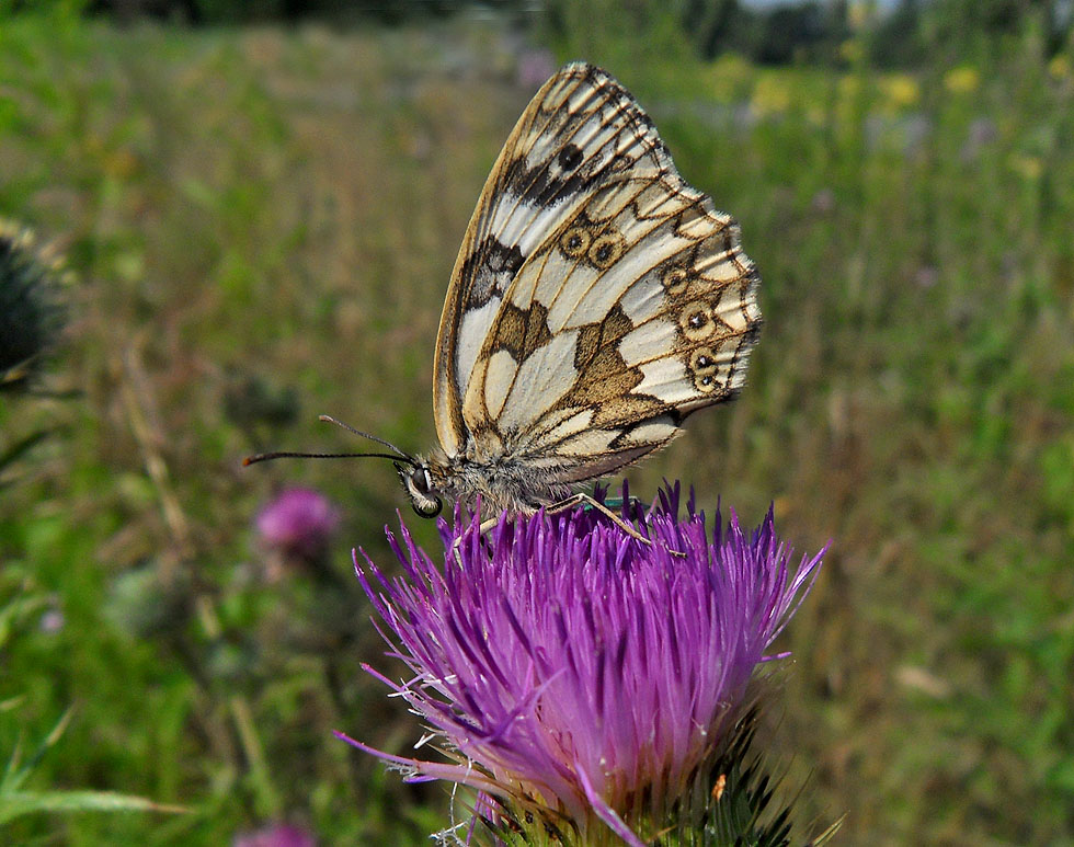 Weiblicher Schachbrettfalter