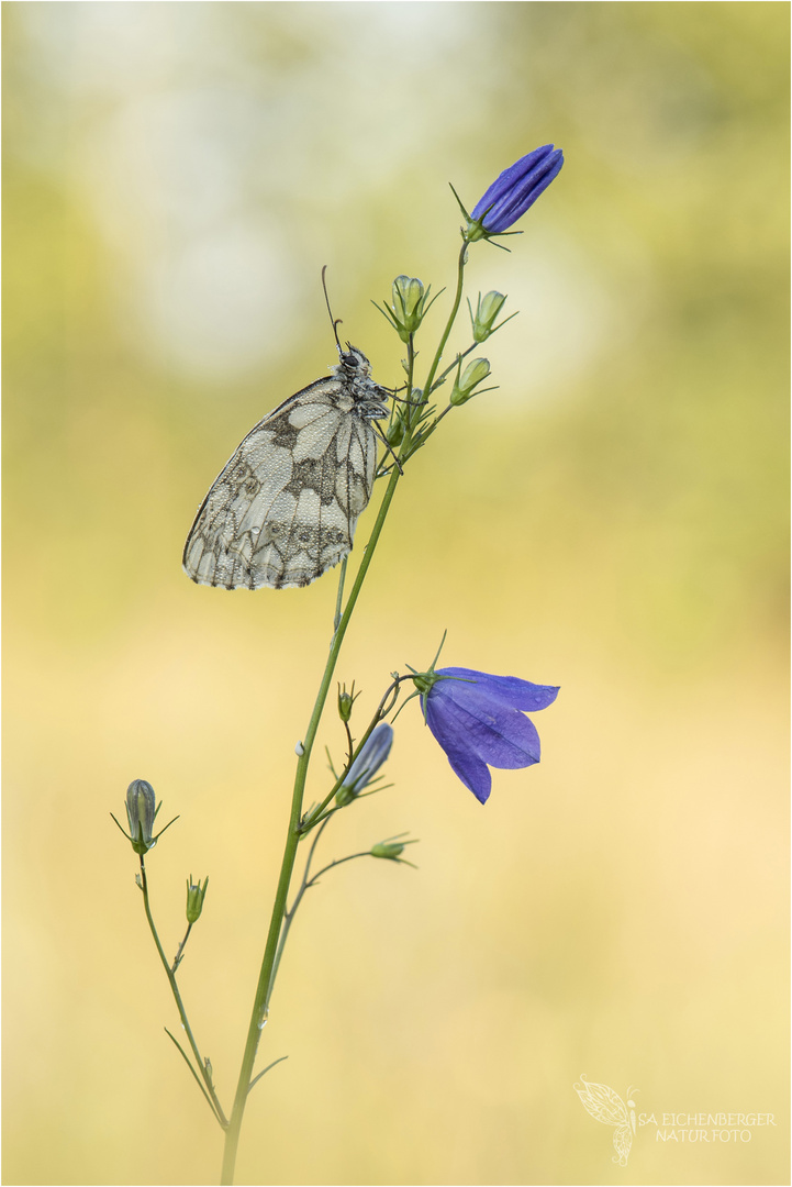 weiblicher Schachbrettfalter