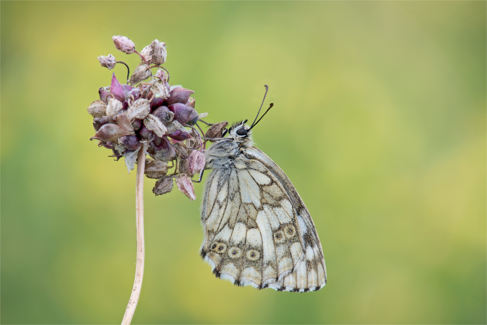 Weiblicher Schachbrettfalter