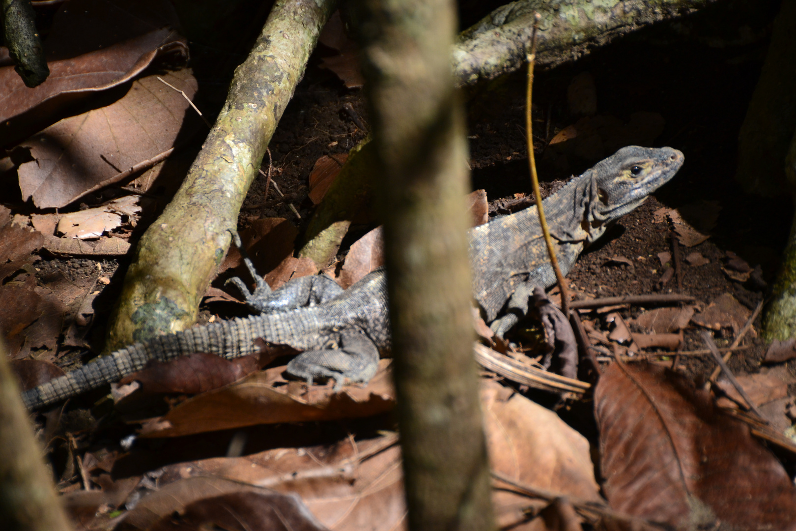 weiblicher Schwarzleguan (Ctenosaura similis).