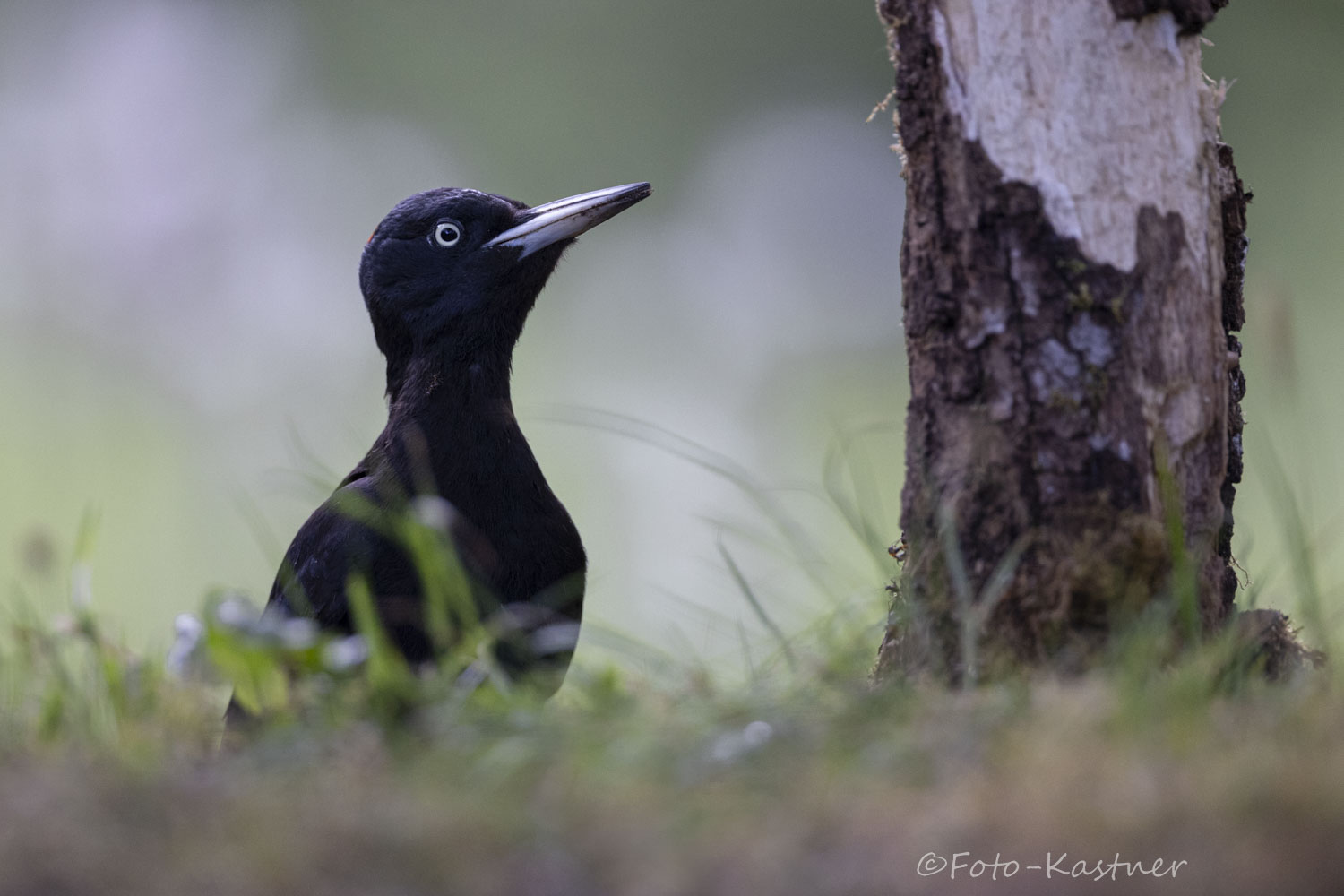 weiblicher Schwarzspecht (Dryocopus martius) 