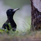 weiblicher Schwarzspecht (Dryocopus martius) 