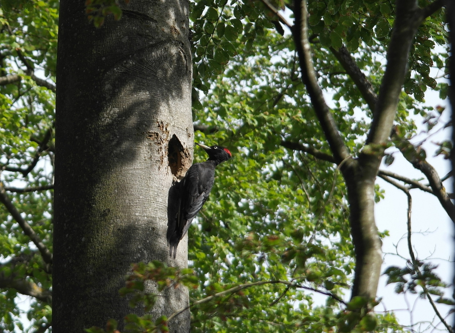 weiblicher Schwarzspecht im tiefen Schwarzwald