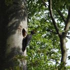 weiblicher Schwarzspecht im tiefen Schwarzwald