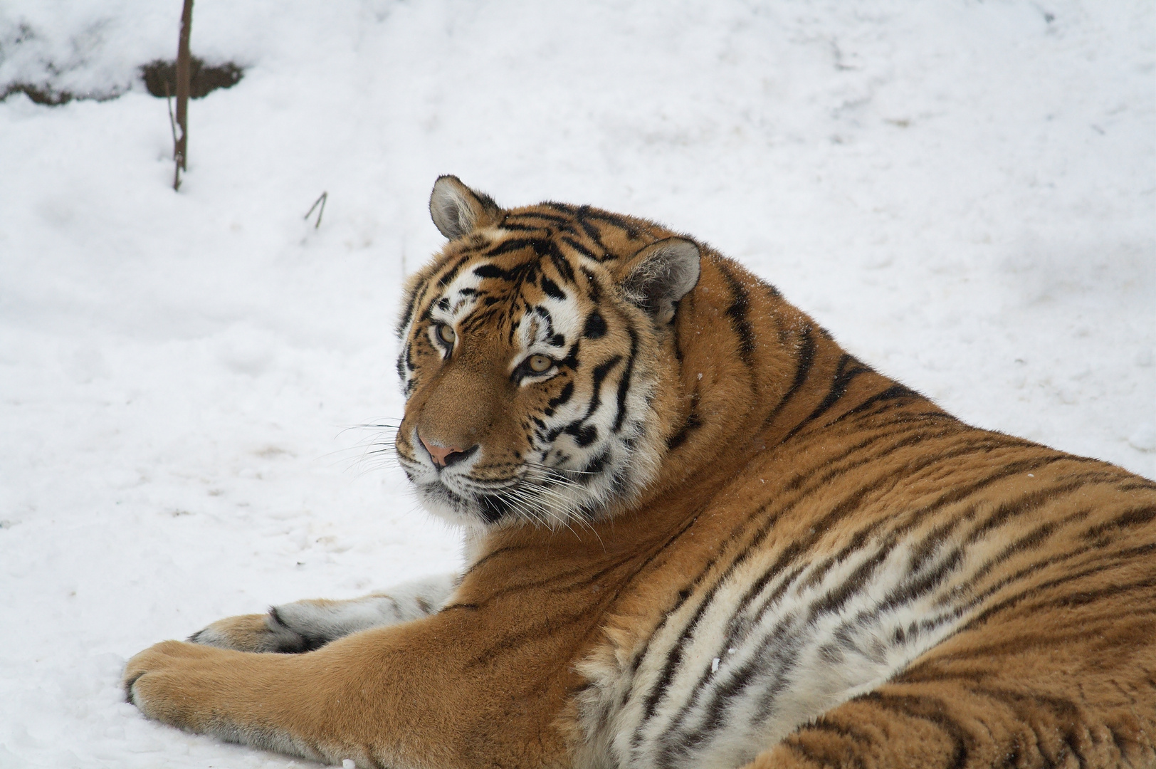 Weiblicher Sibirischer Tiger (Panthera tigris altaica)